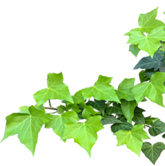 �a�J�ڍ��@